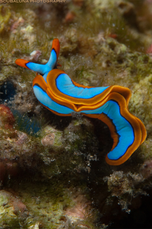 Nudibranch (Thuridilla lineolata)