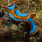 Nudibranch (Thuridilla lineolata)