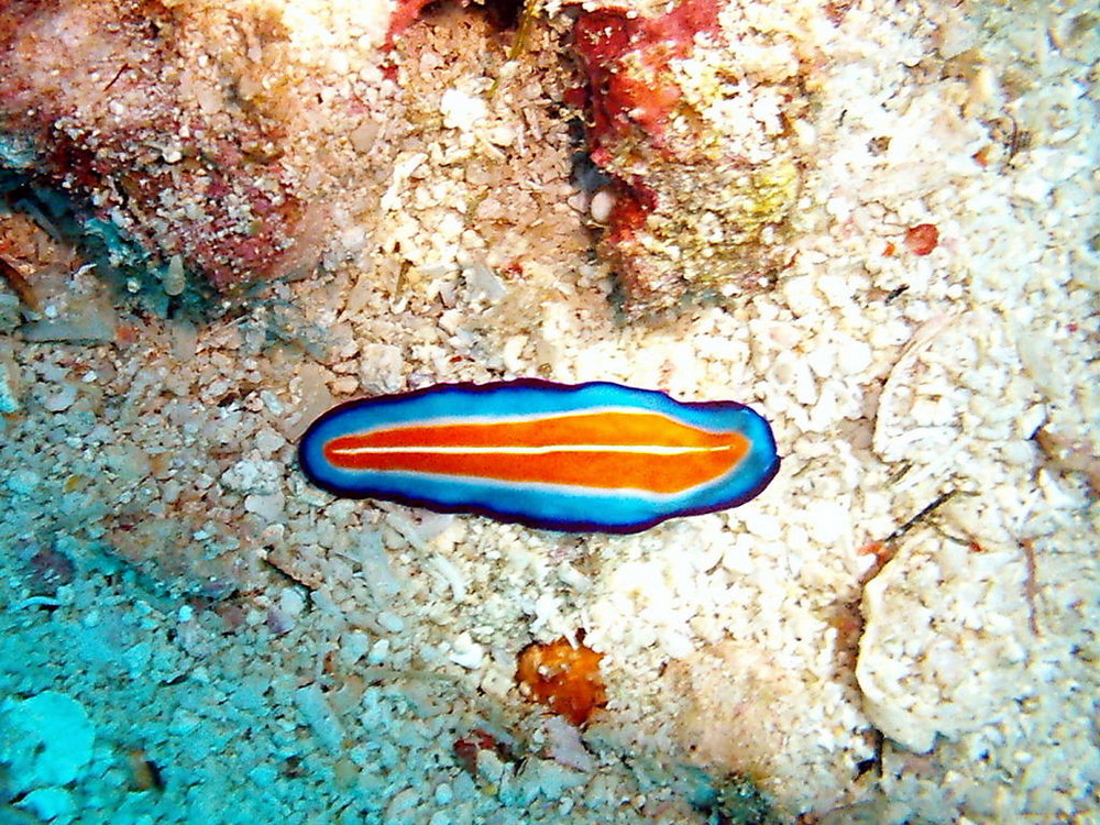 Nudibranche 2