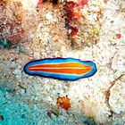 Nudibranche 2