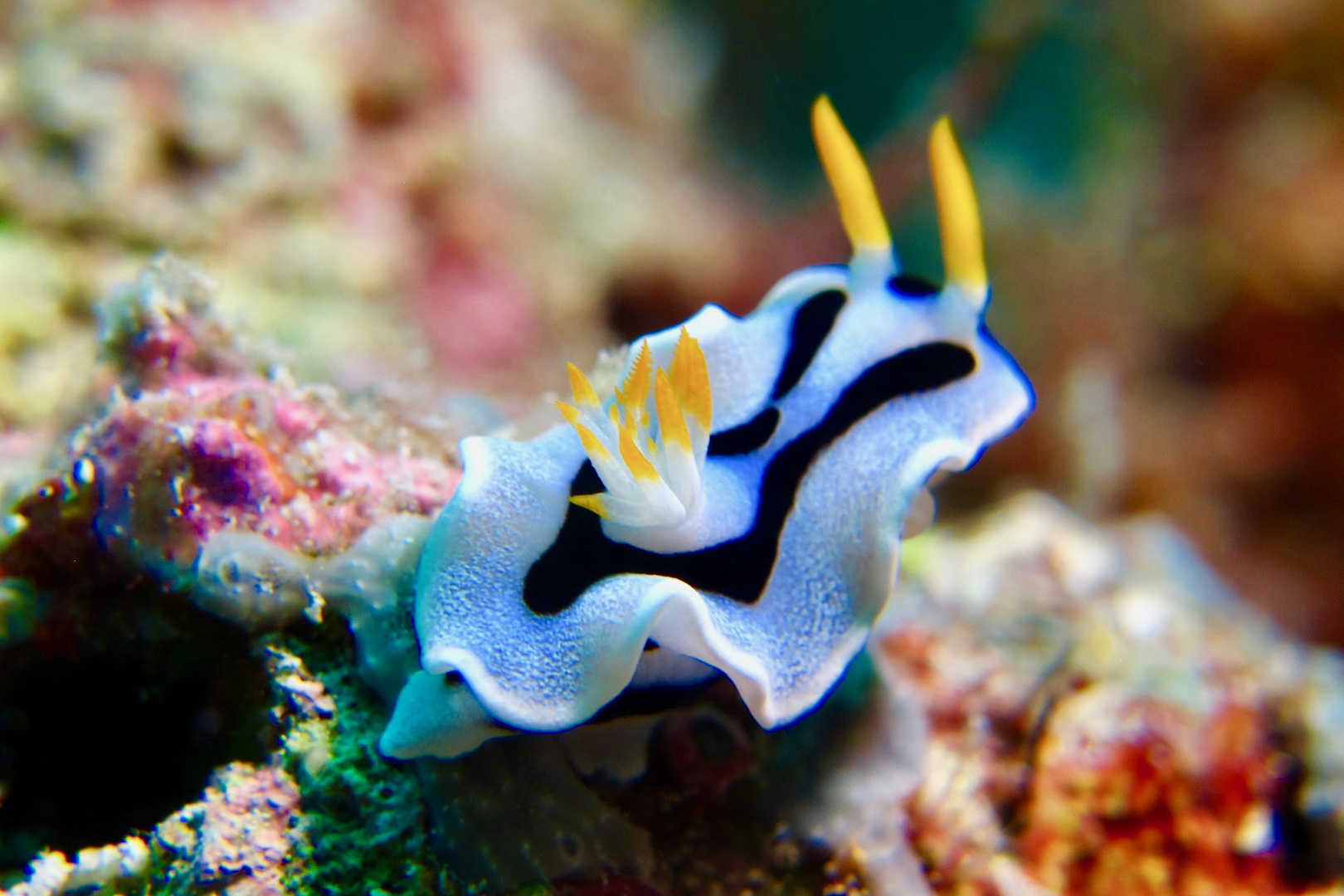 Nudibranche