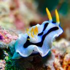 Nudibranche