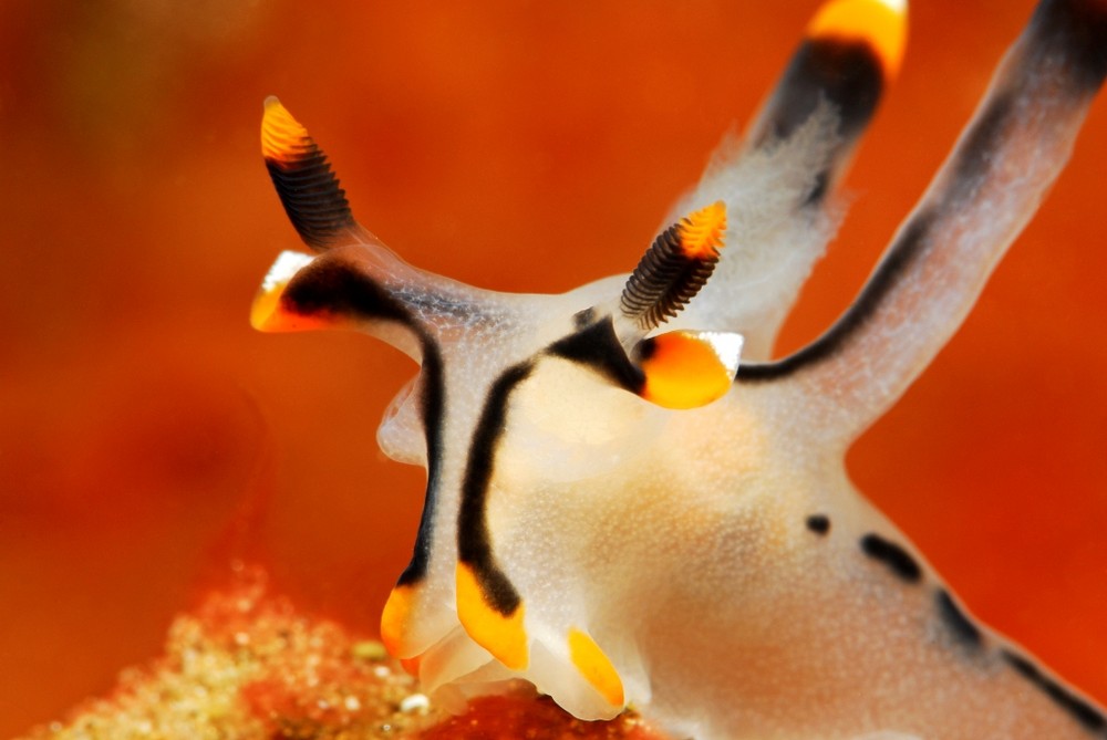 Nudibranche