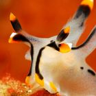 Nudibranche