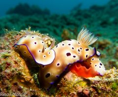 Nudibranches in Manado 2012