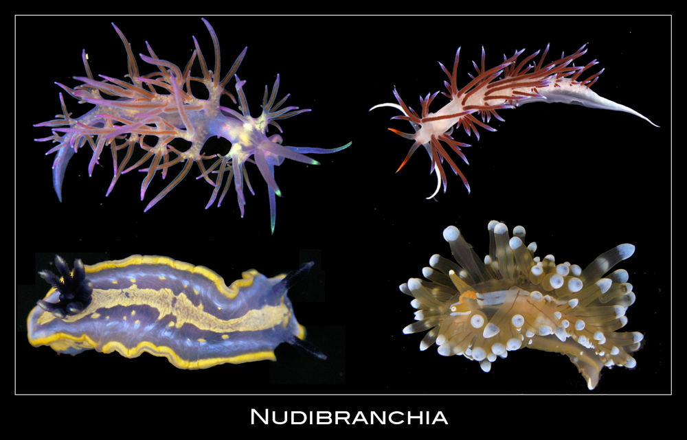 [ - Nudibranchia - ]