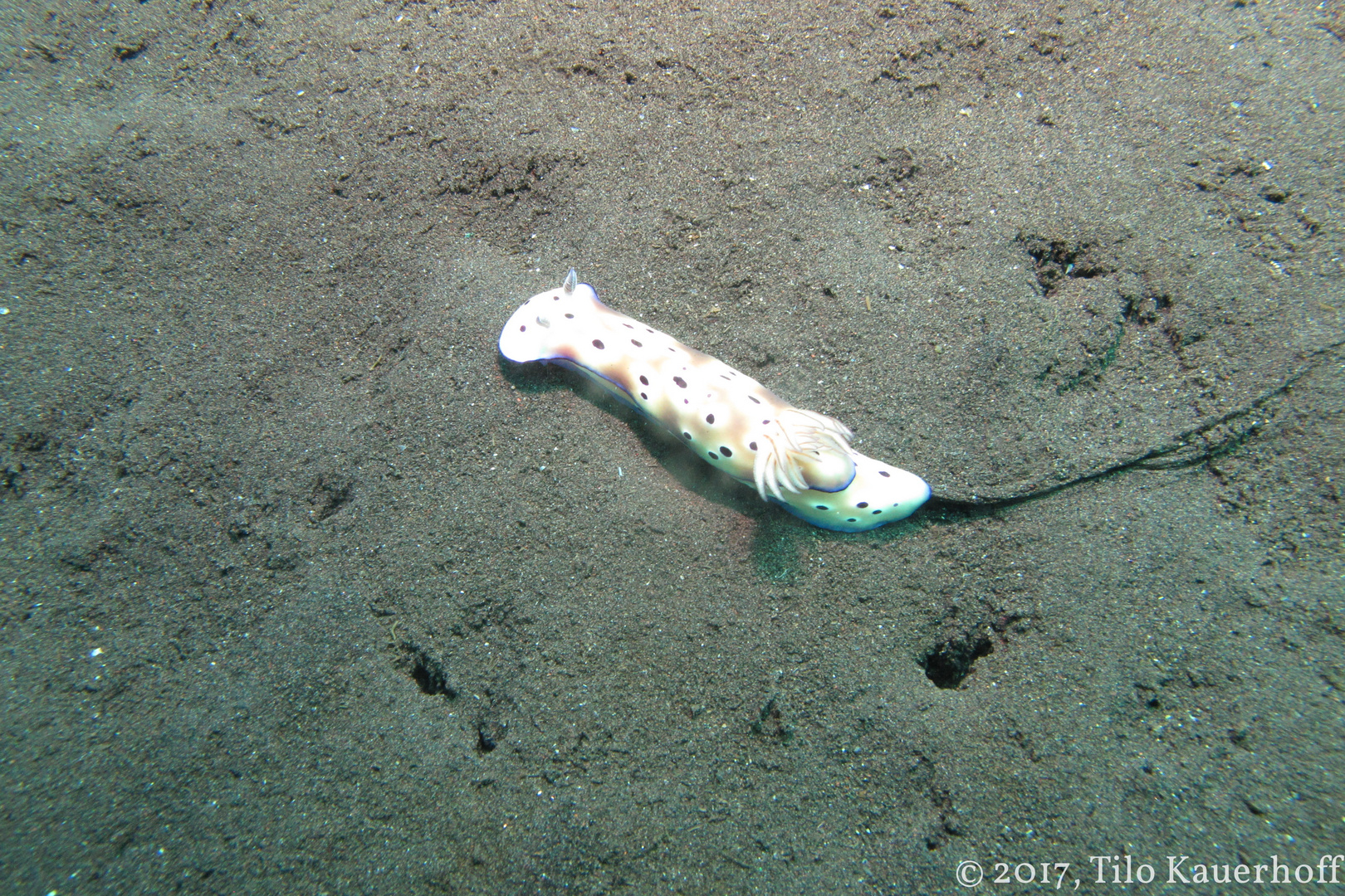 Nudibranchia