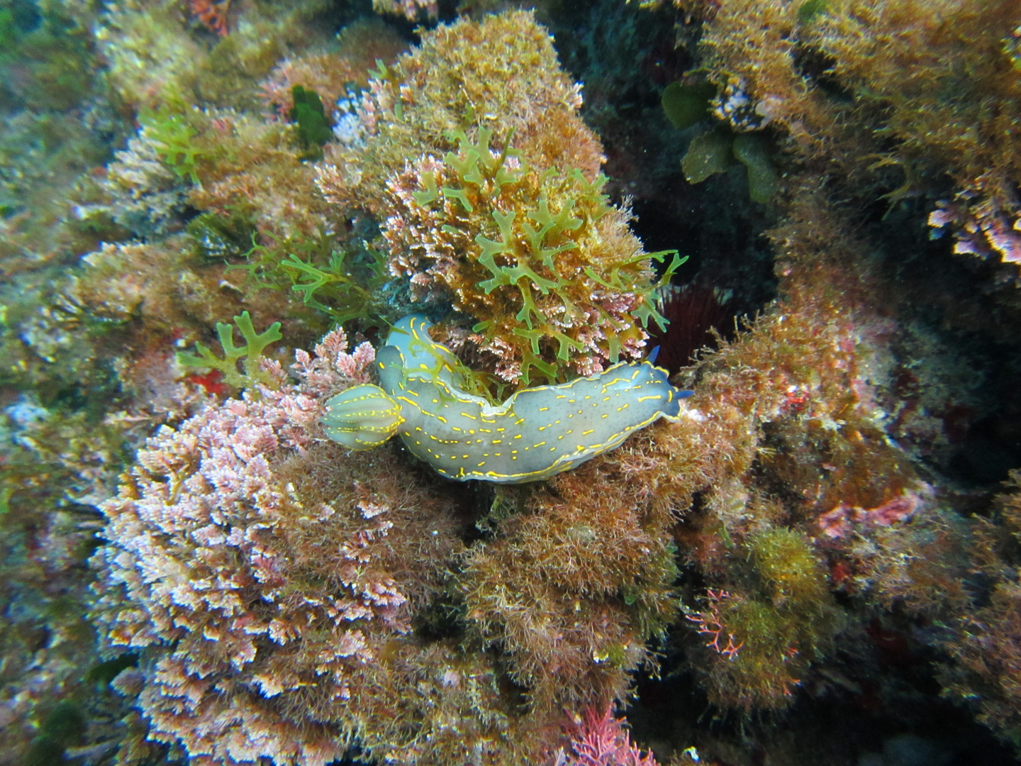 nudibranco 2