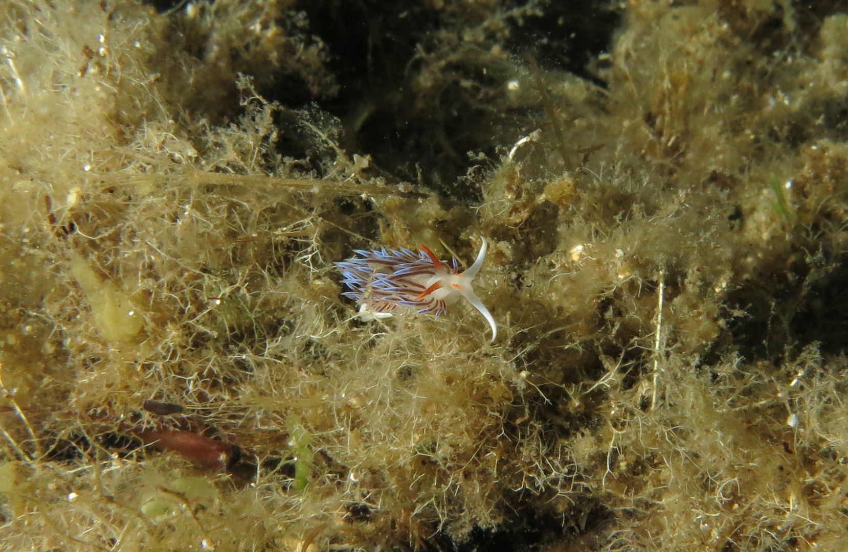 Nudibranco 2