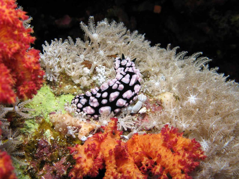 nudibranco 4