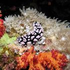 nudibranco 4