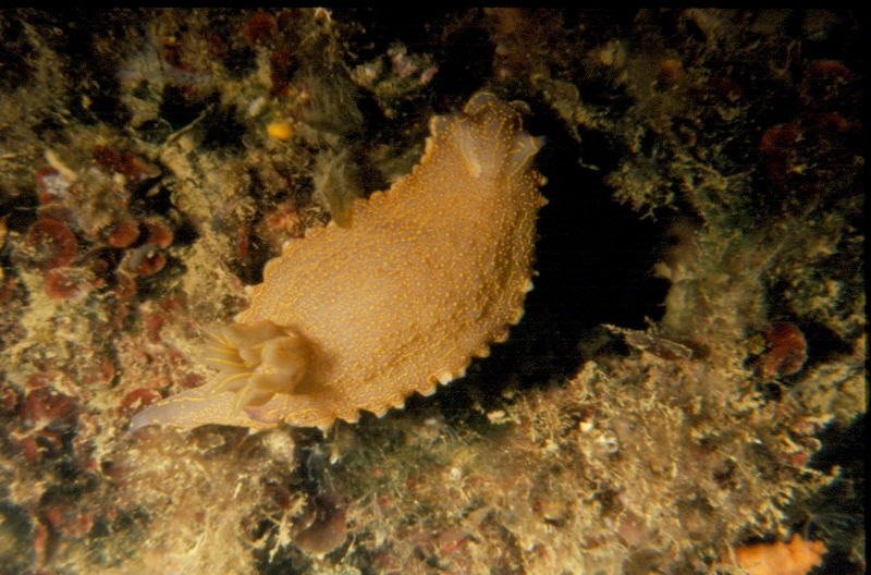 nudibranco