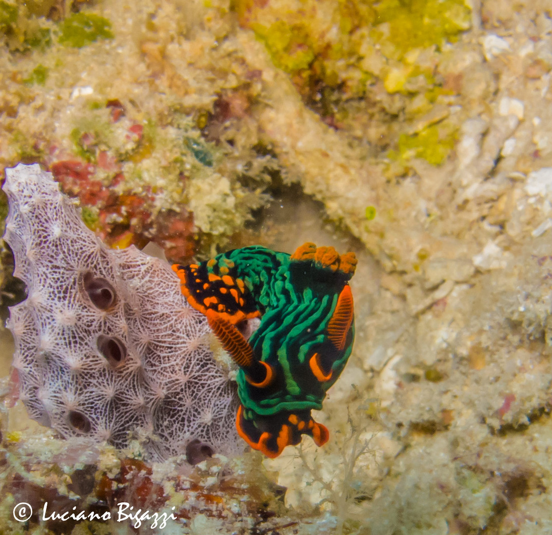 Nudibranco