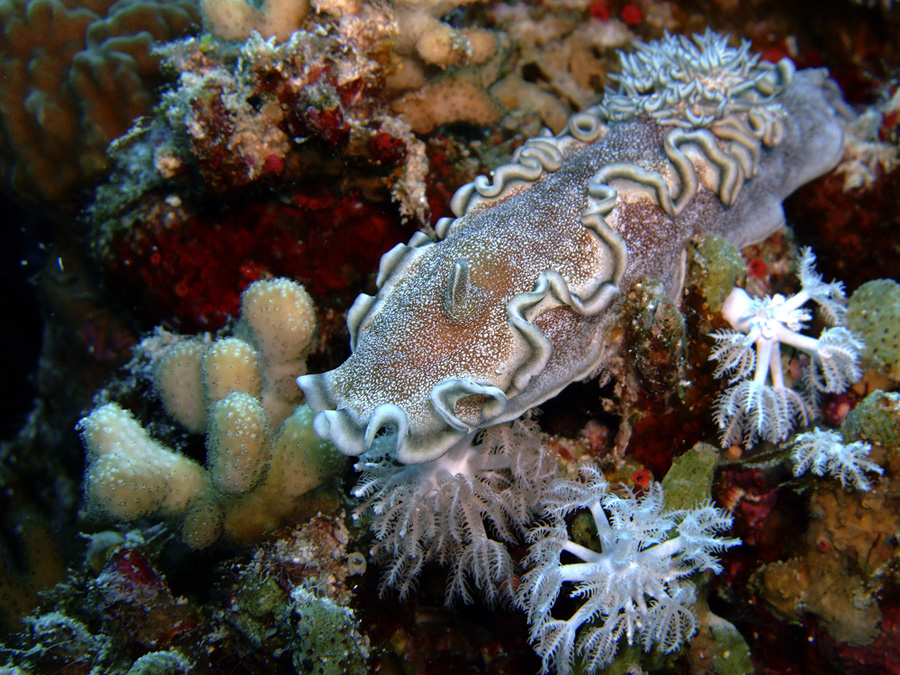 Nudibranco