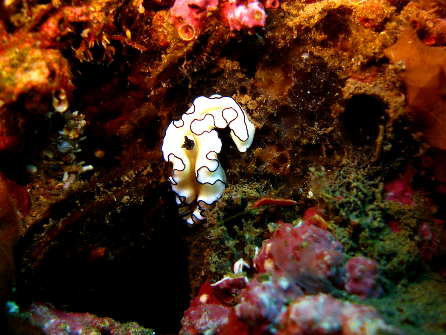 Nudibranco