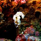 Nudibranco