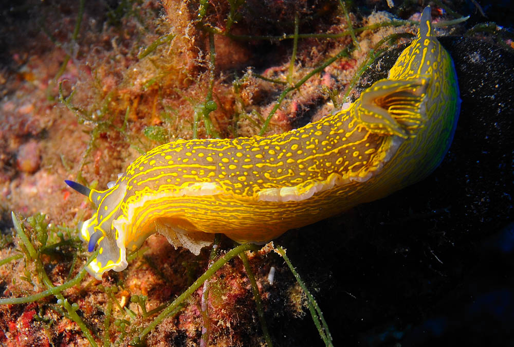 nudibranco