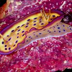 Nudibranco - Chromodoris kuniei