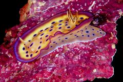 Nudibranco - Chromodoris kuniei