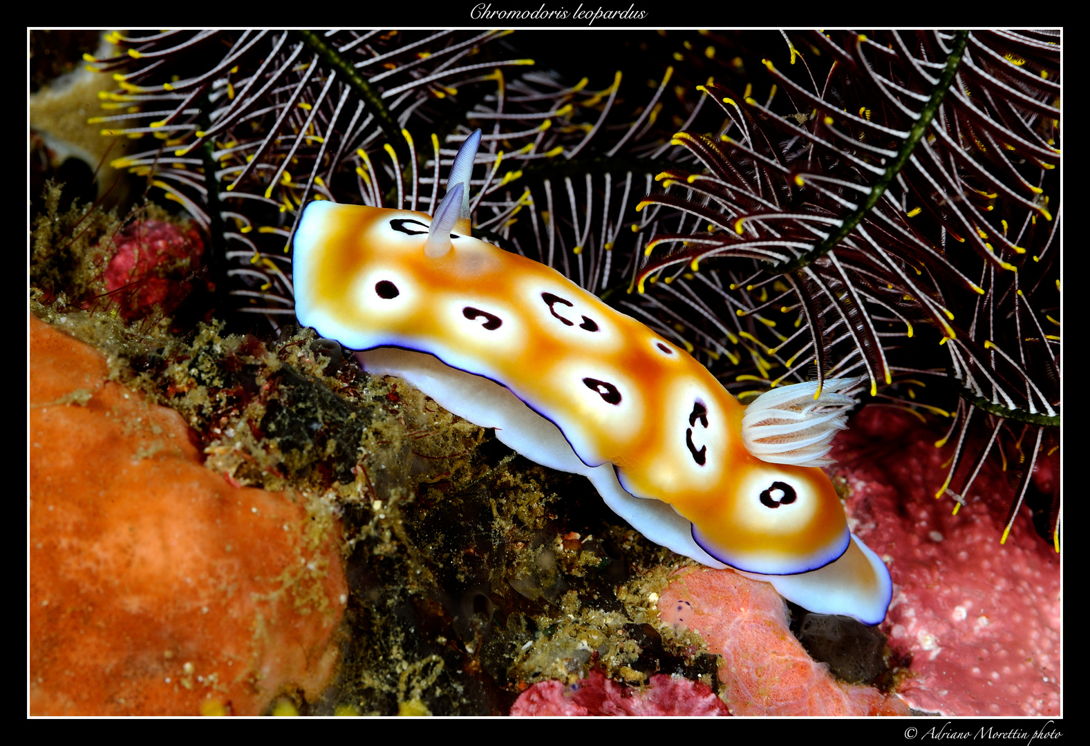 Nudibranco - Chromodoris leopardus