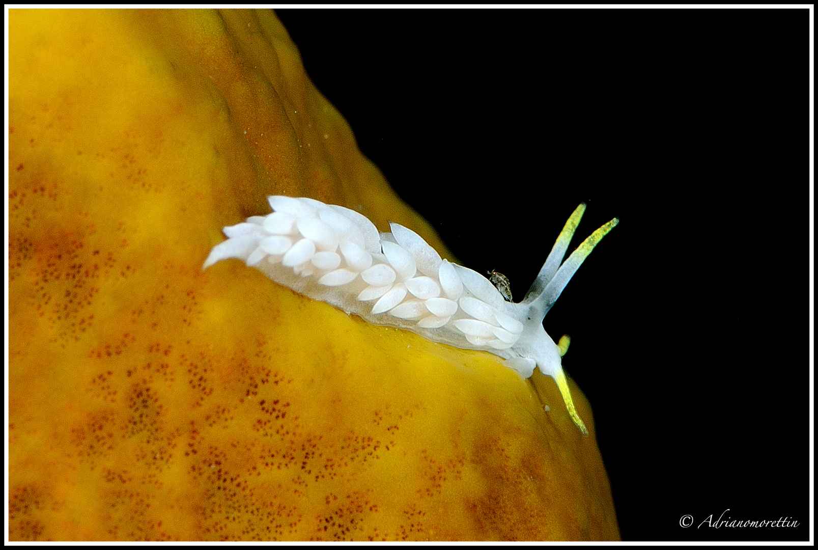 Nudibranco (Dicata odhneri) con isopode