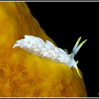 Nudibranco (Dicata odhneri) con isopode