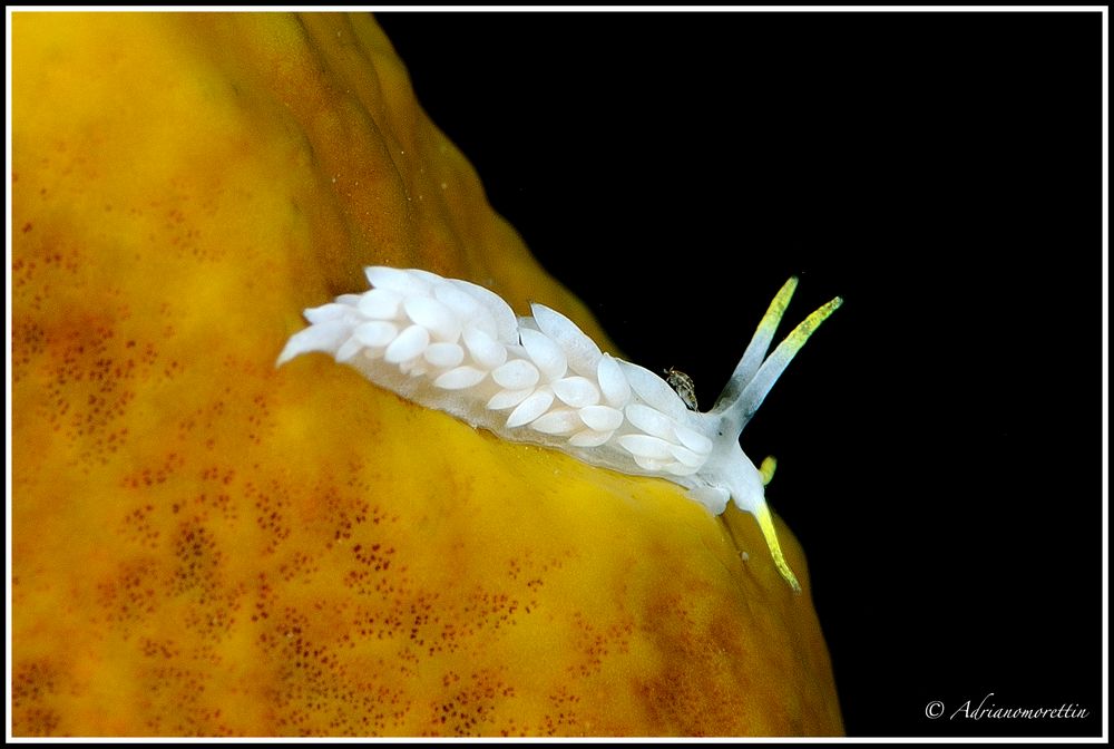 Nudibranco (Dicata odhneri) con isopode