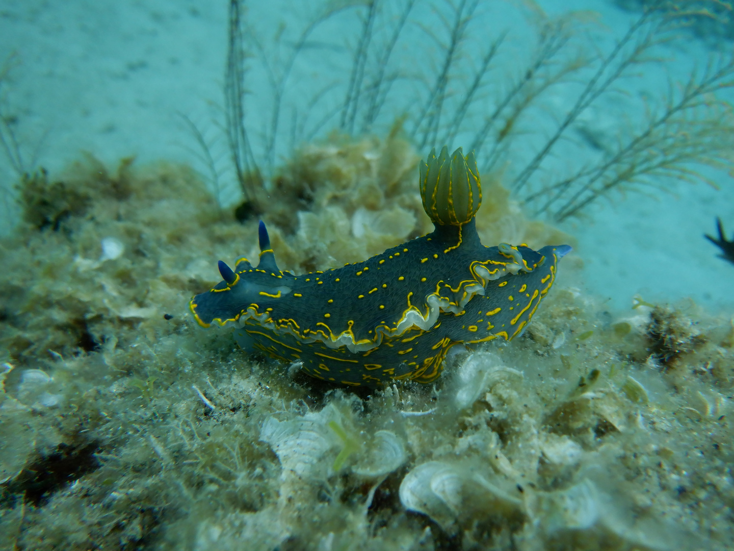 Nudibranco (felimare picta)