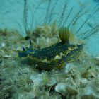 Nudibranco (felimare picta)