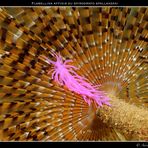 Nudibranco (flabellina affinis) su spirografo spallanzani