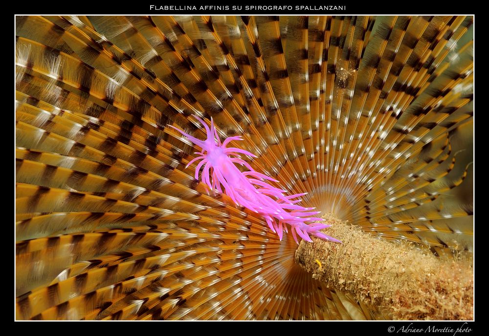 Nudibranco (flabellina affinis) su spirografo spallanzani