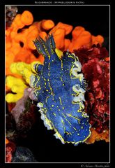 Nudibranco - Hypselodoris picta