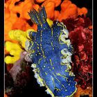 Nudibranco - Hypselodoris picta