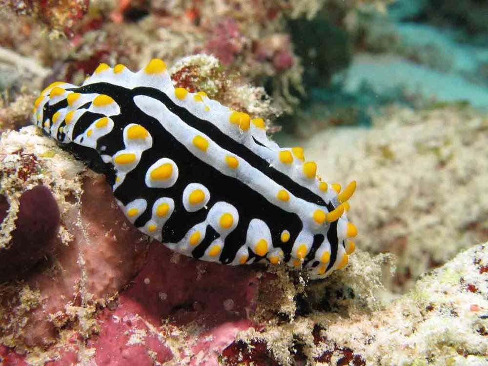 nudibranco - Maldive - gennaio 2008 - Atollo di Ari