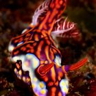 Nudibranco - Miamira (Ceratosoma magnificum)