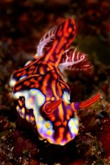 Nudibranco - Miamira (Ceratosoma magnificum)