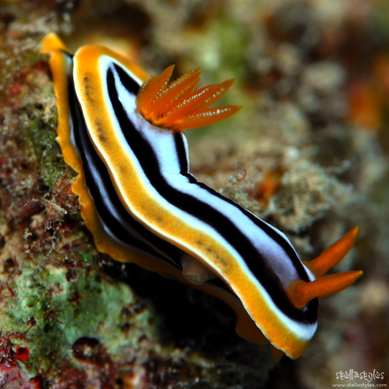 Nudibranco / Nudibranch