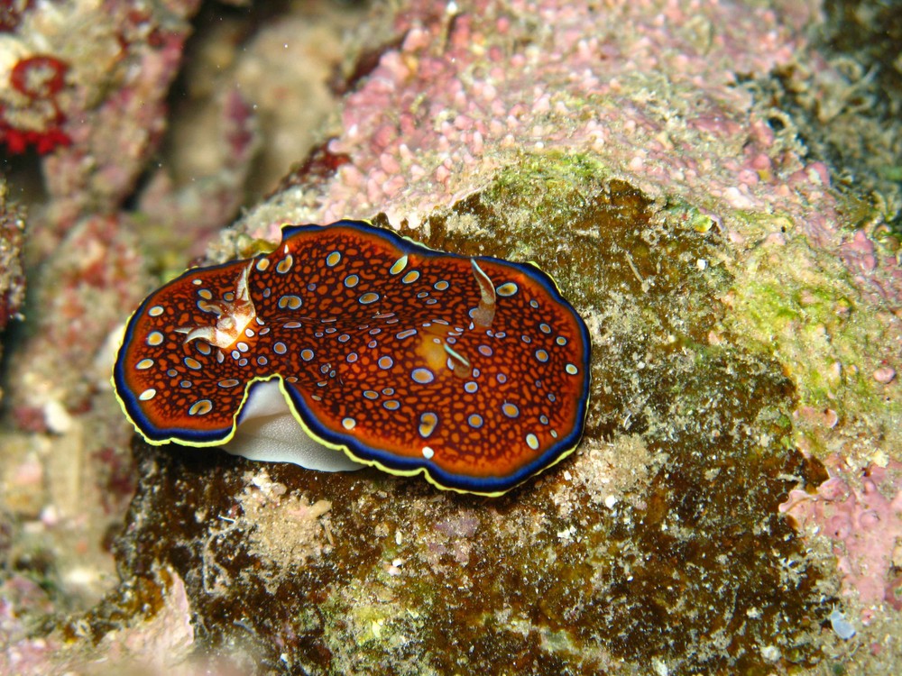 Nudibranco - Saint John Reef (Mar Rosso)