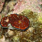 Nudibranco - Saint John Reef (Mar Rosso)