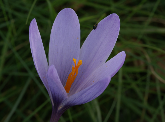 Nudiflorus