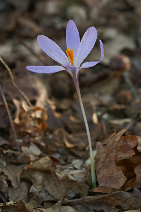 Nudiflorus