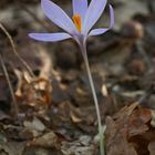 Nudiflorus