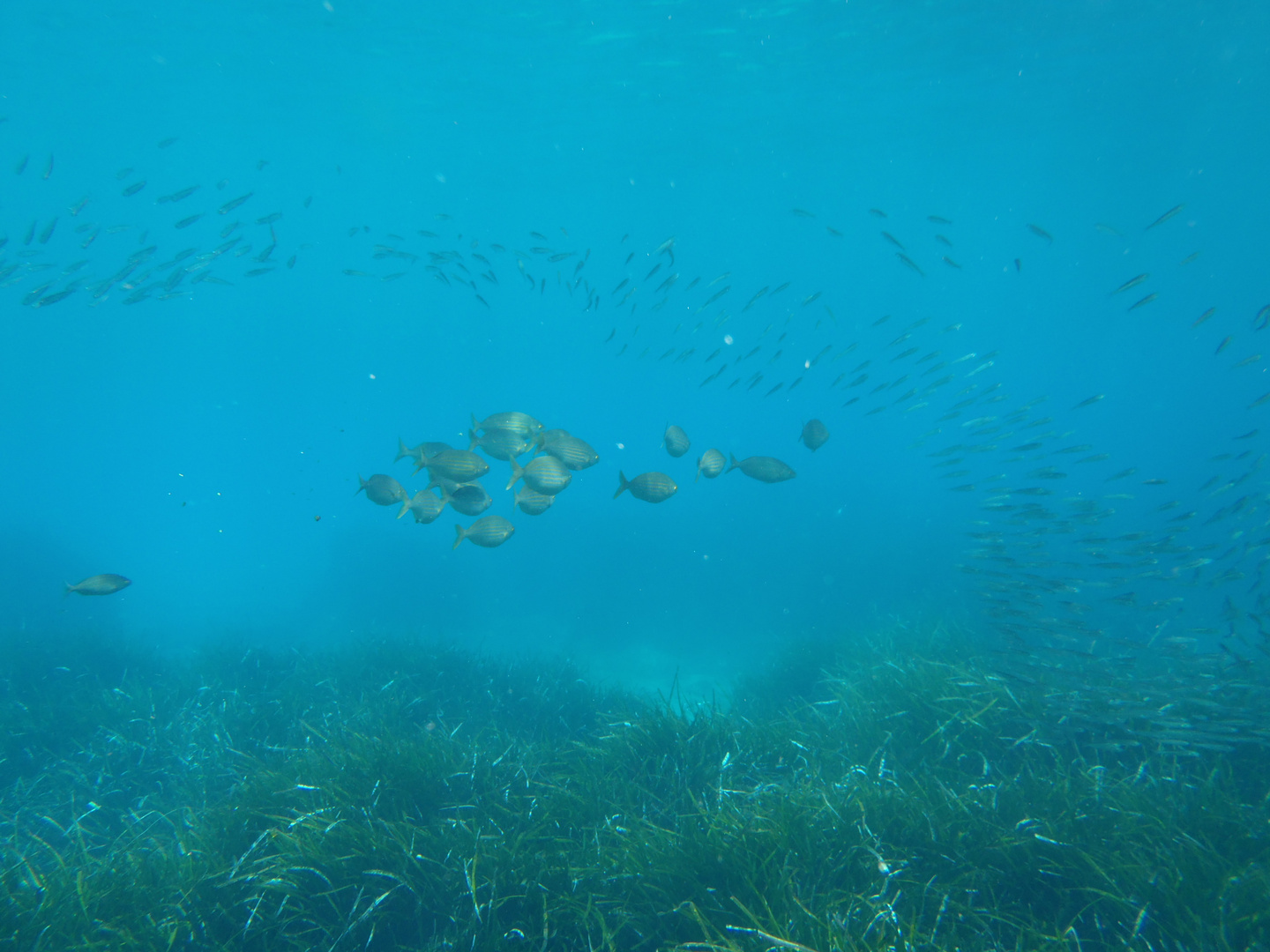 nuée de poissons