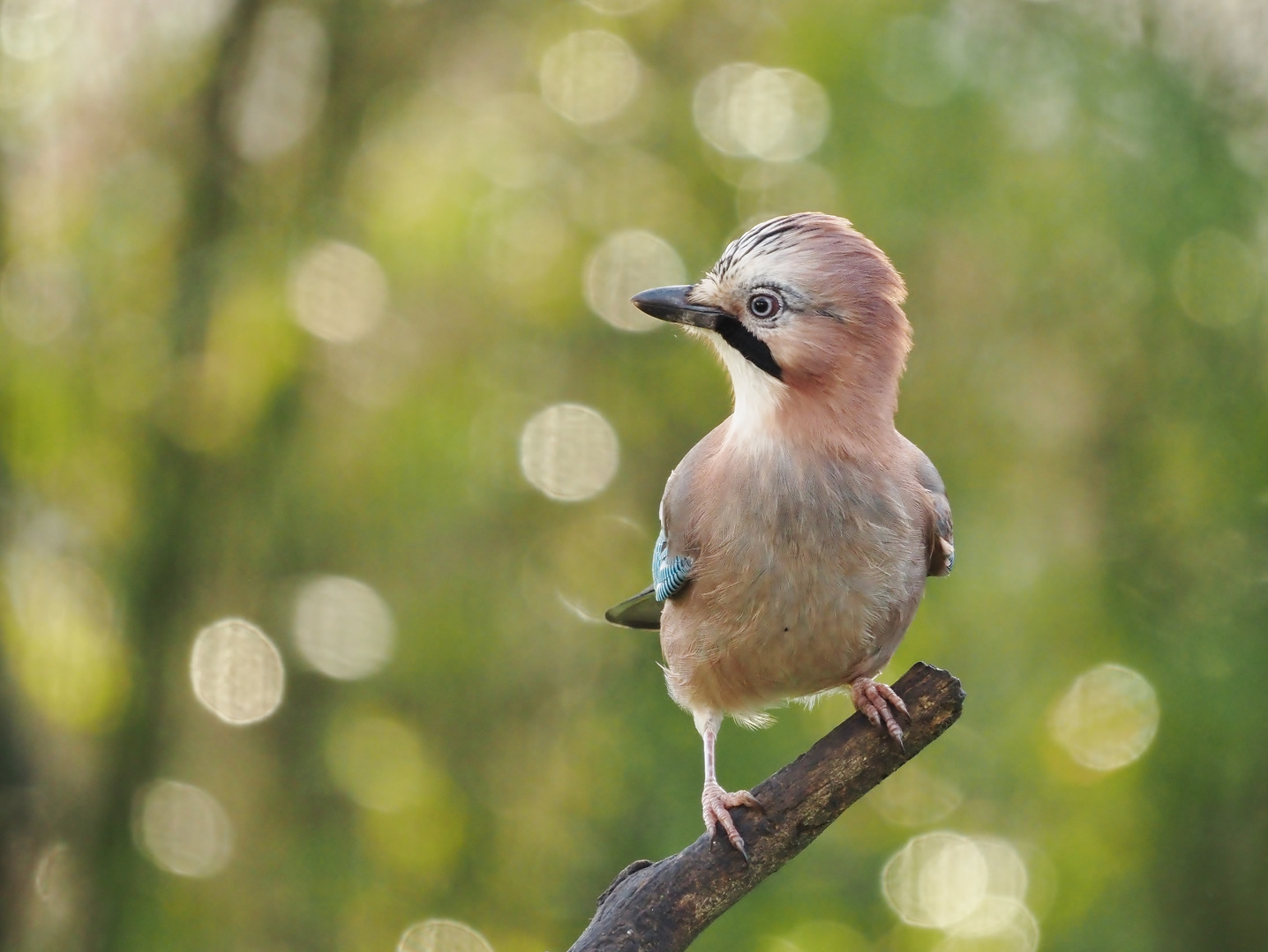 NüffeRadar Foto & Bild tiere, wildlife, wild lebende vögel Bilder