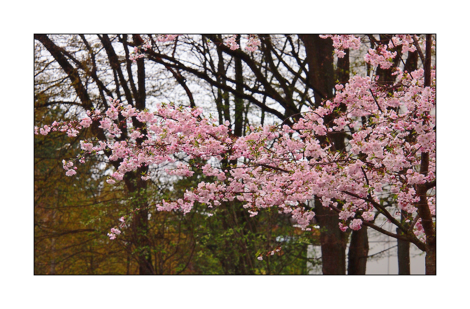 Nürnberger Frühling