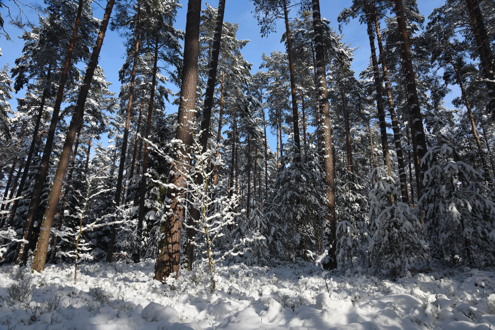 Nürnberger (Lorenzer) Reichswald im Februar