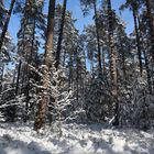 Nürnberger (Lorenzer) Reichswald im Februar