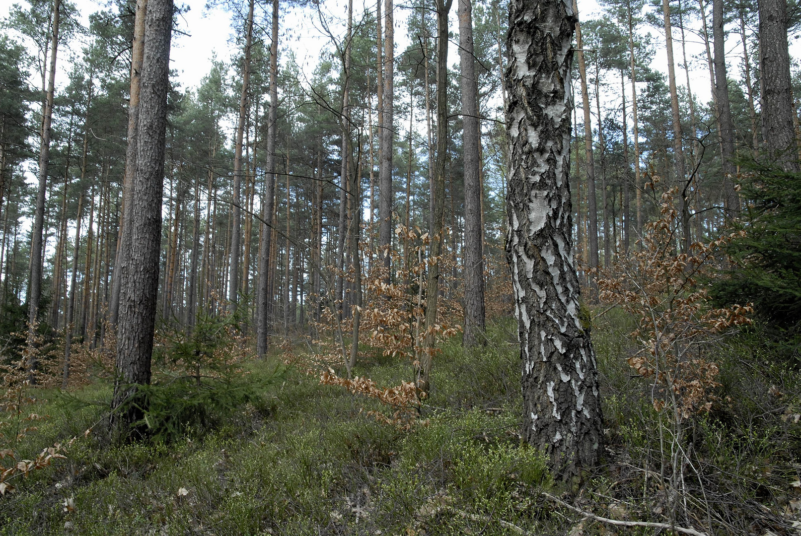 Nürnberger Reichswald, April 2012, Bild3