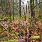 Nürnberger Reichswald diesen Dezember in Grün.