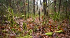 Nürnberger Reichswald diesen Dezember in Grün.